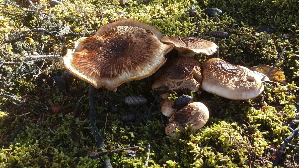 10 g Fresh BROWN MATSUTAKE Tricholoma caligatum Mycelium Etsy