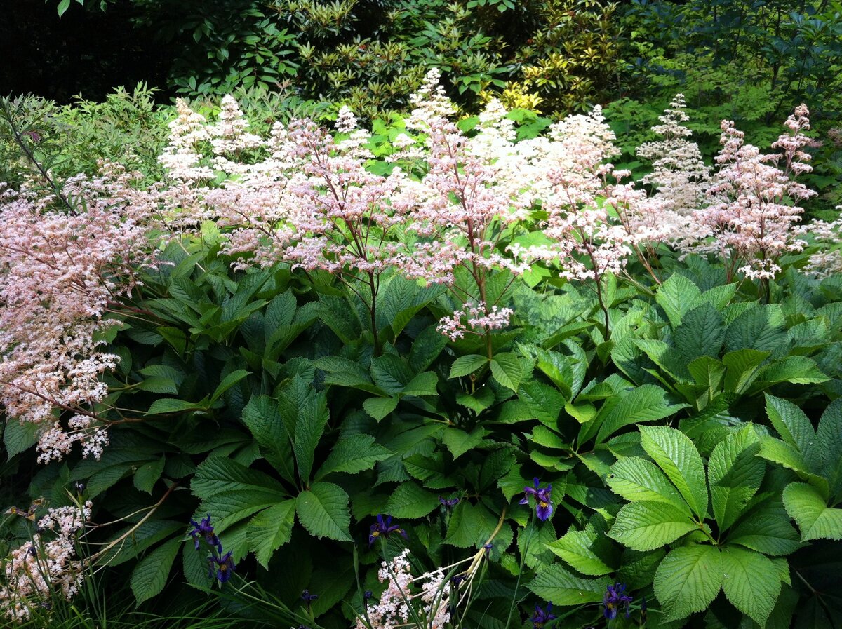 Шикарная роджерсия.