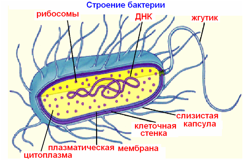 Стенки прокариотов. Рис 7 строение прокариотической клетки. Прокариотическая клетка клеточная стенка. Клетки прокариот строение и функции. Прокариот клеточная структура.