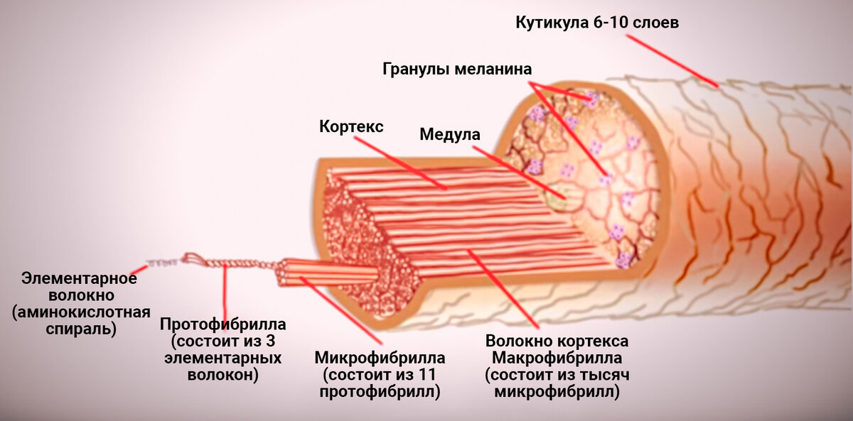 Нет кутикулы на волосах