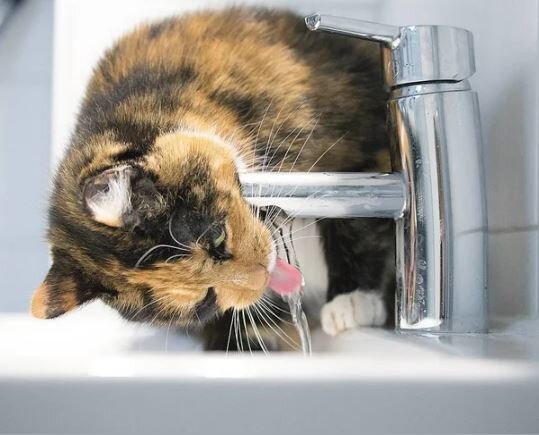 Как научить кошку пить больше воды? Опыт зоопсихолога. | Дневник кошатницы  | Дзен