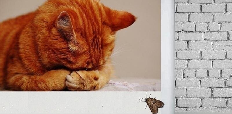 Считаю до трёх. Пусть она станет красивой бабочкой!