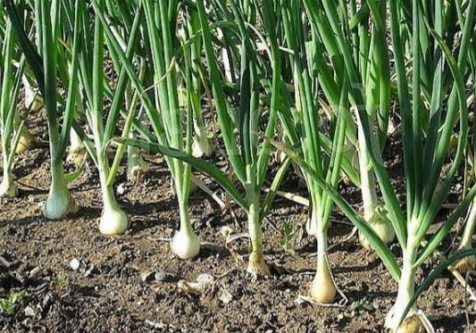 Отличный урожай лука не кому не мишал.