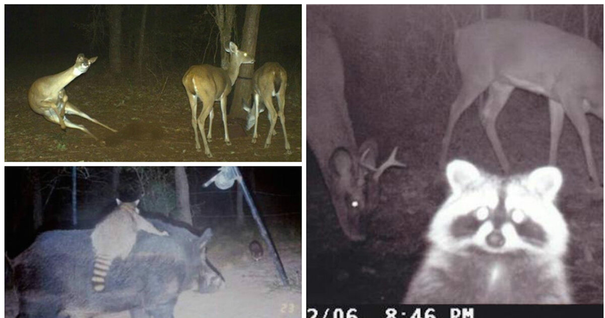 Скоттиш-фолд