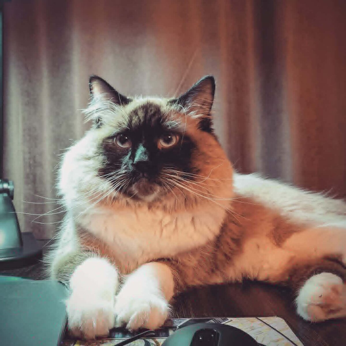 Это мой кот, собственной персоной.