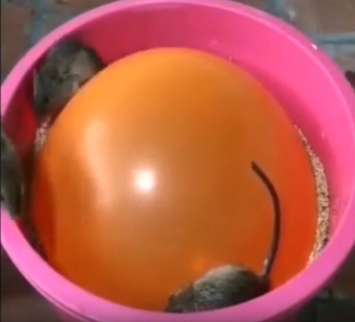 Ловушка для мышей 