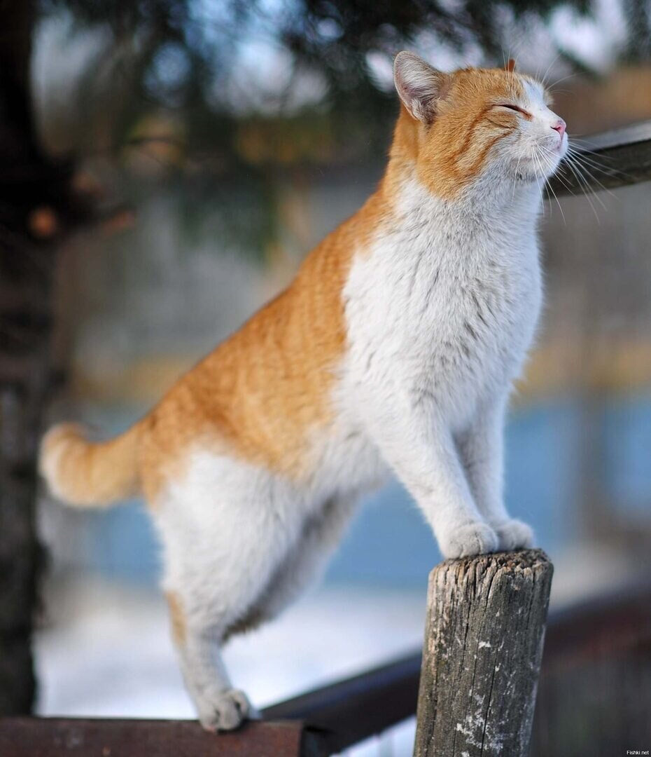 Фотки дня. Мартовский кот на солнце. Мартовская кошка. Коты в марте. Кот встречает весну.