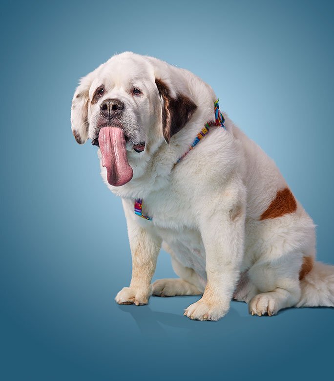 Почему собака высовывает язык. | Помощь ЖИВОТНЫМ! | Дзен