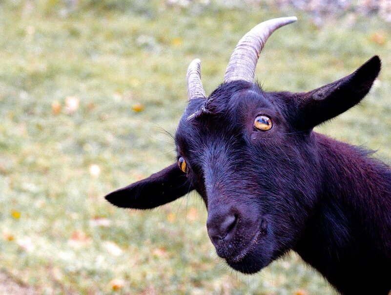 Яндекс картинки