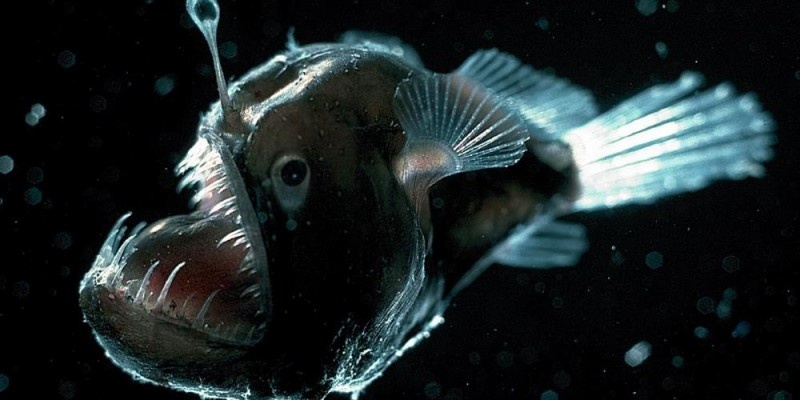 Фотография взята из Яндекс.Картинок