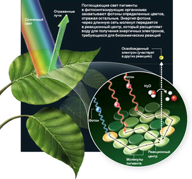 Поглотить энергию. Поглощение света хлорофиллом. Фотосинтезирующие пигменты растений. Хлорофилл в растениях. Поглощение энергии света молекулой хлорофилла.