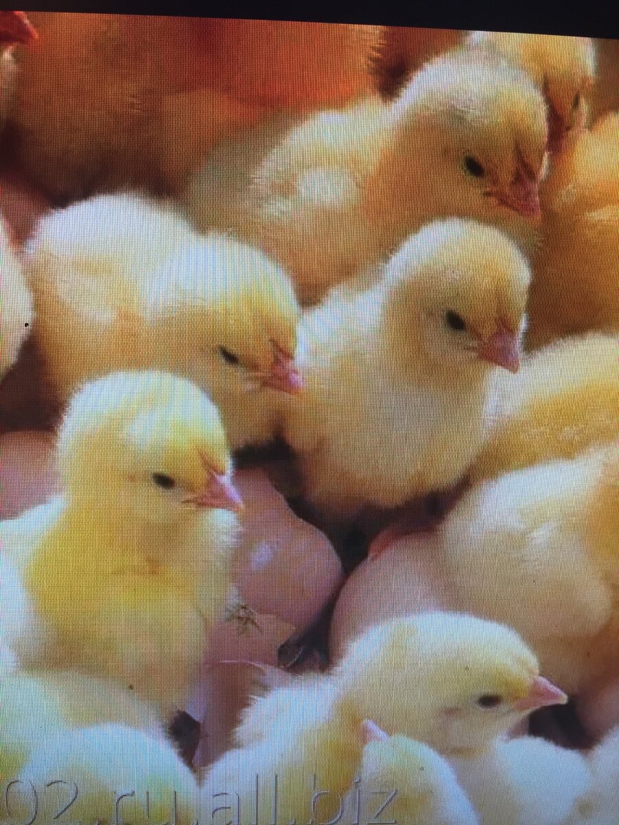 вот какие были