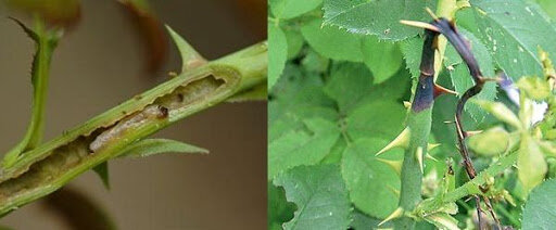 Вредители перезимовали и могут нанести вред с наступлением весны