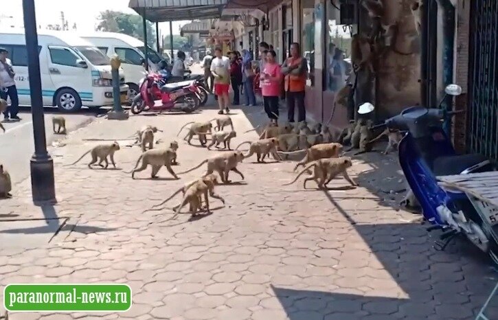 Много голодных диких обезьян не только в Бразилии