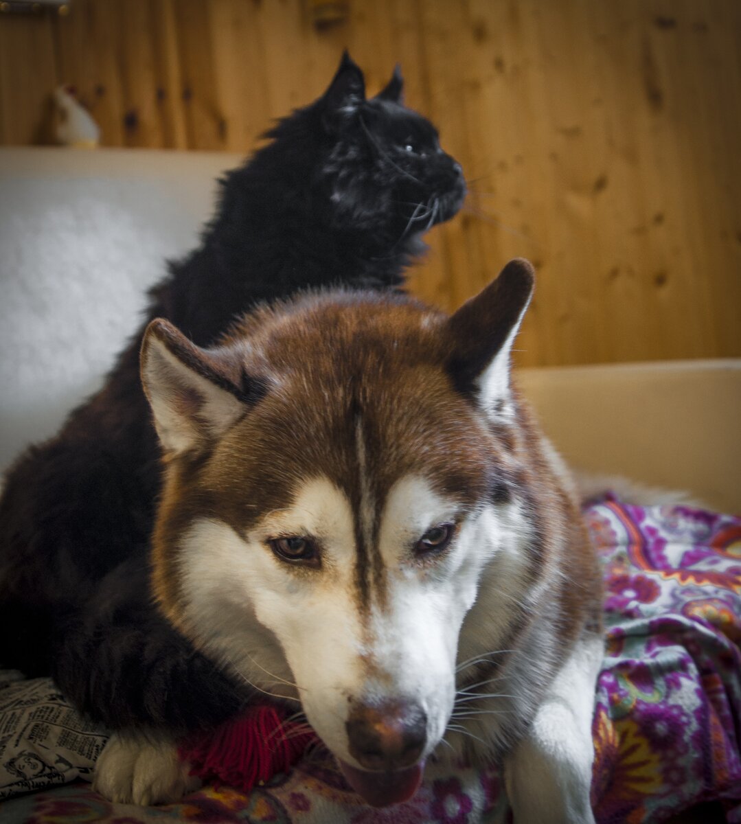 Бегемот и хаски Игорь. Победа кота и полная капитуляция собаки...