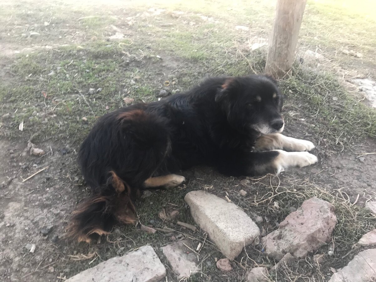 Наша собака.