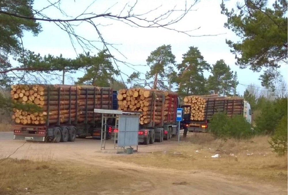 Вырубки леса в Выборгском районе ЛО. Фото из ВК-группы "Красивая Ленобласть" 