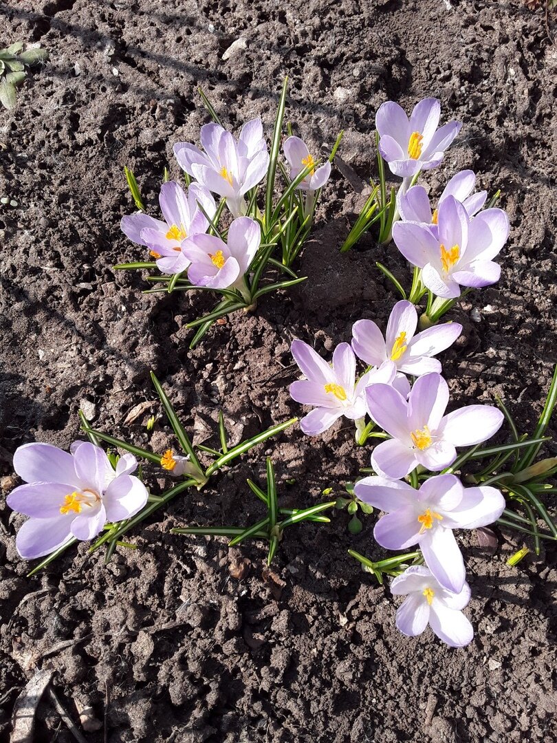 Крокус, сорт Vanguard