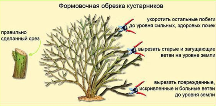 Весенняя обрезка крыжовника для улучшения урожая