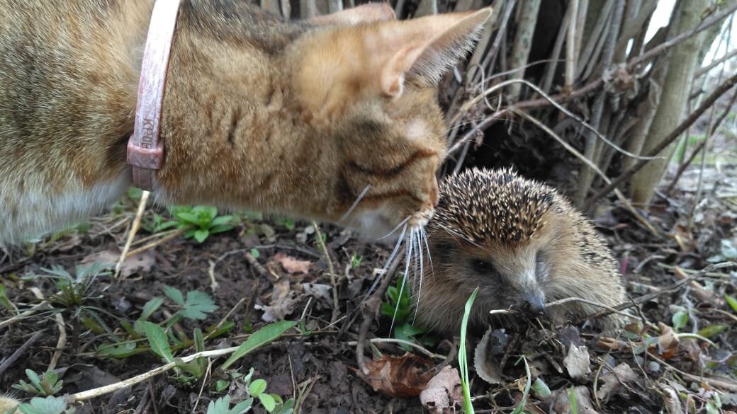 Неожиданно... Наши пушистые хвостики очень любознательны!))