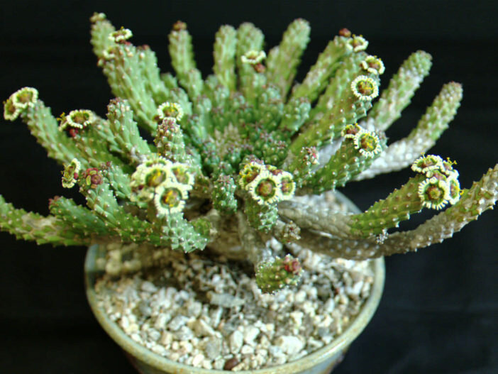 Euphorbia caput-medusae. Голова Медузы - уникальное суккулентное растение высотой до 30 см с центральным укоренённым каудексом, толщиной до 8 см. На вершине каудекса появляются многочисленные змеевидные ветви (руки) длиной до 90 см!