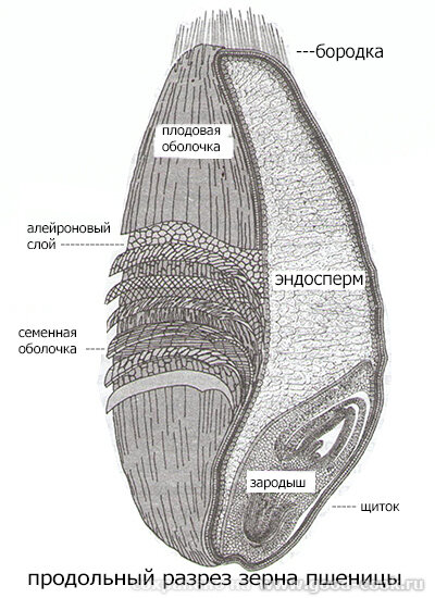 Хлібопекар