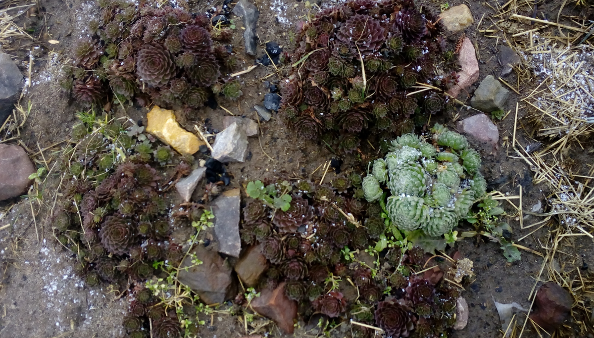 Эту фотографию я делала месяц назад, за это время ничего не изменилось. Молодило в гордом одиночестве