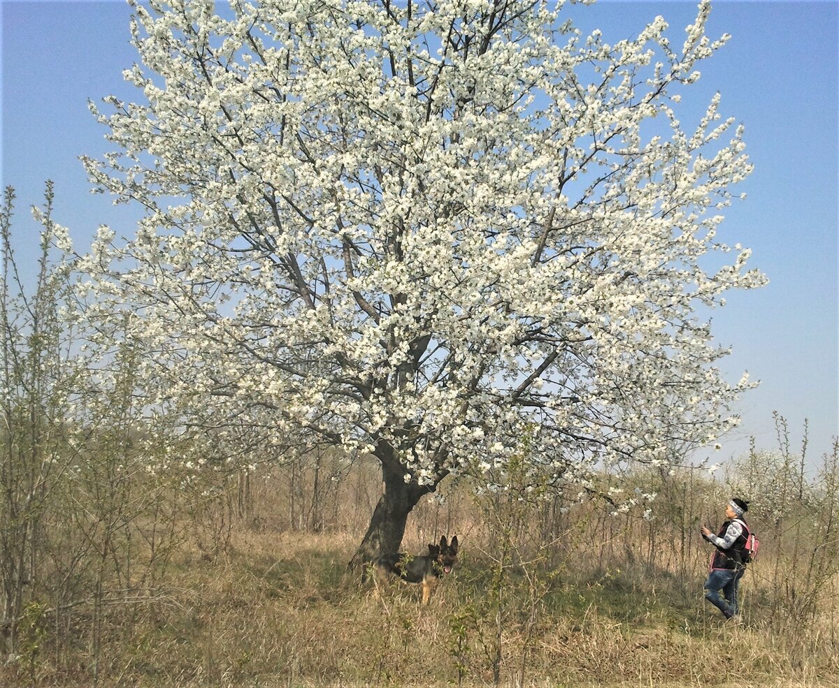 Черешня цветёт