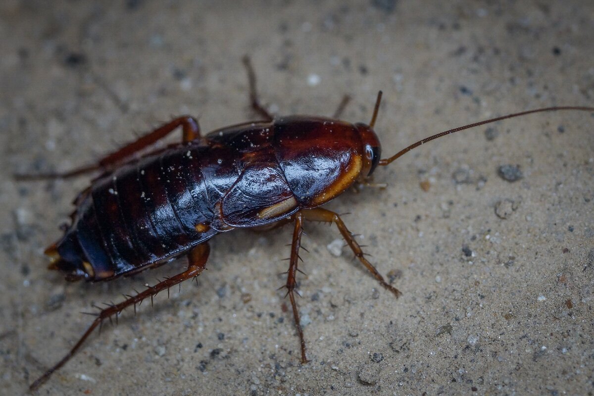 Тараканы в москве