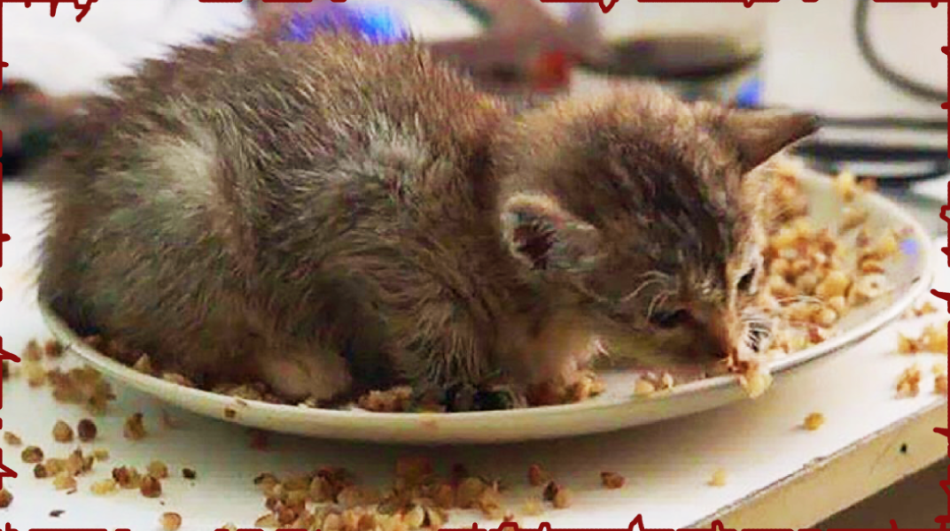 Мурлыки её едят с удовольствием.                                               фото из открытых источников