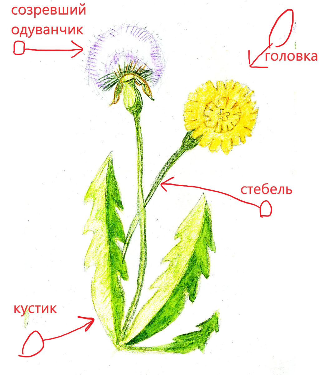 Строение одуванчика схема