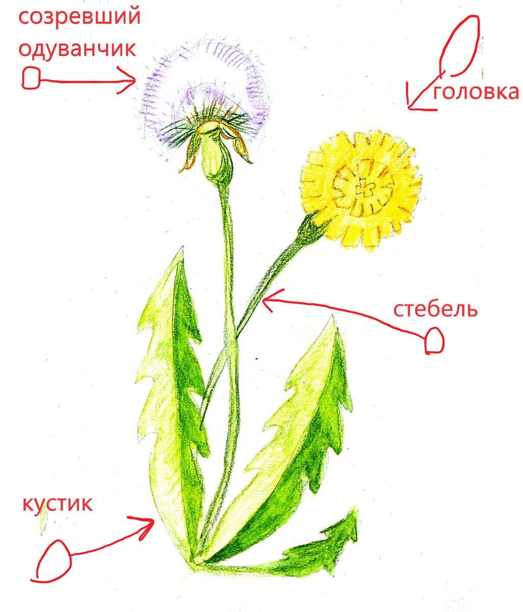 Как отличить одуванчик от мать и мачехи фото