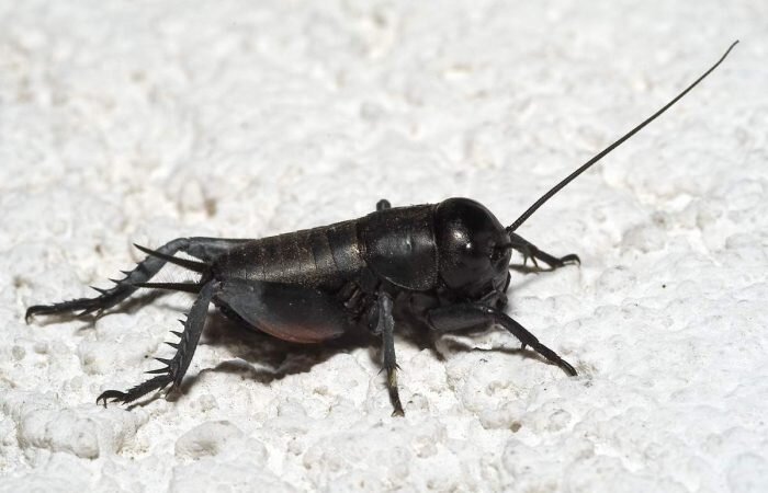 Источник: https://web-zoopark.ru