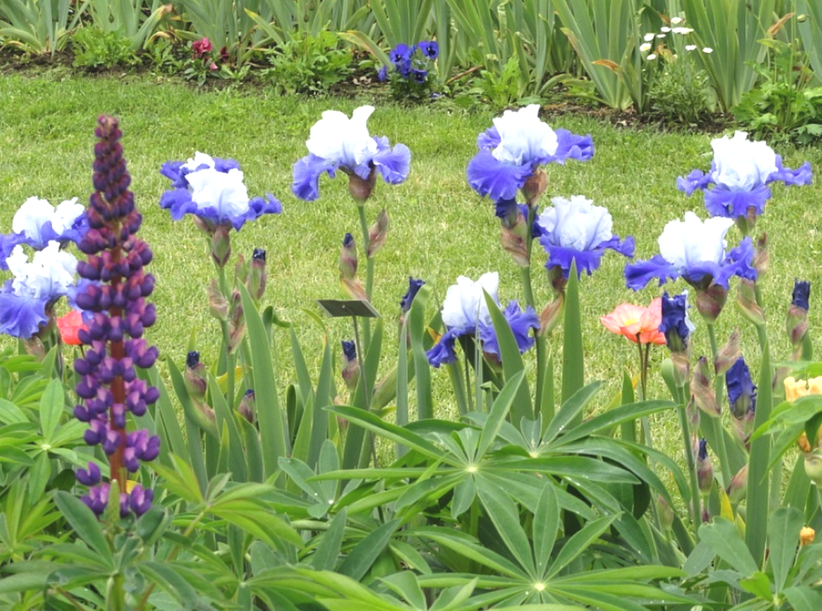 ирисы в саду хорошо сочетаются с люпинами