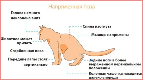 Кровь в кале у кошки: причины, симптомы, лечение