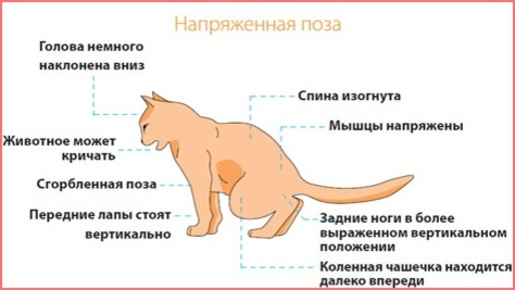 Симптом: кот писает кровью