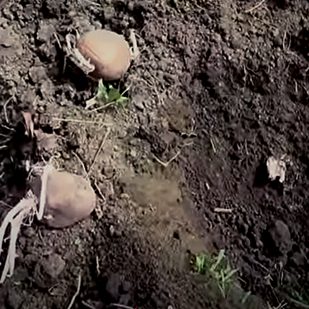 Картошка готова "прыгнуть" в лунку