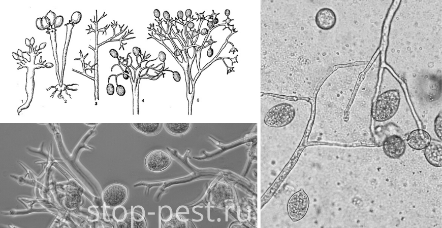 Пероноспоровые грибы — псевдогрибы оомицетов семейства Peronospora (1-склероспора, 2-базидиофора, 3-плазмопара, 4-пероноспора, 5-бремия), фото сайта https://stop-pest.ru