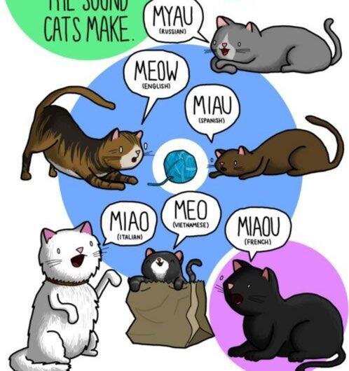 Котик скажи мяу. Звуки животных на разных языках. Мяу на разных языках. Звуки животных в разных странах. Котик на разных языках.