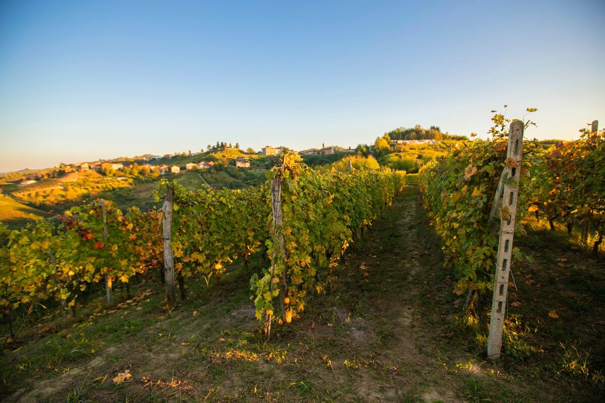 Виноградники вокруг фермерского домика.