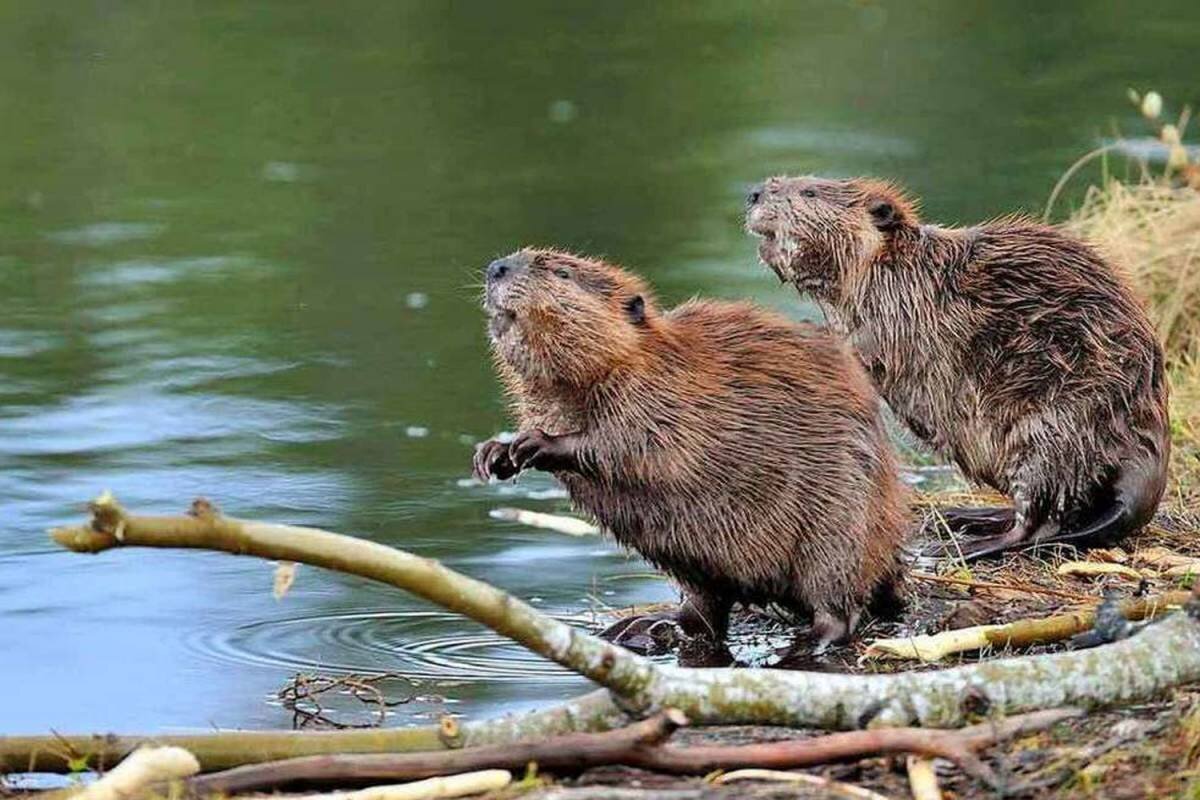 фото с vologda-oblast.ru