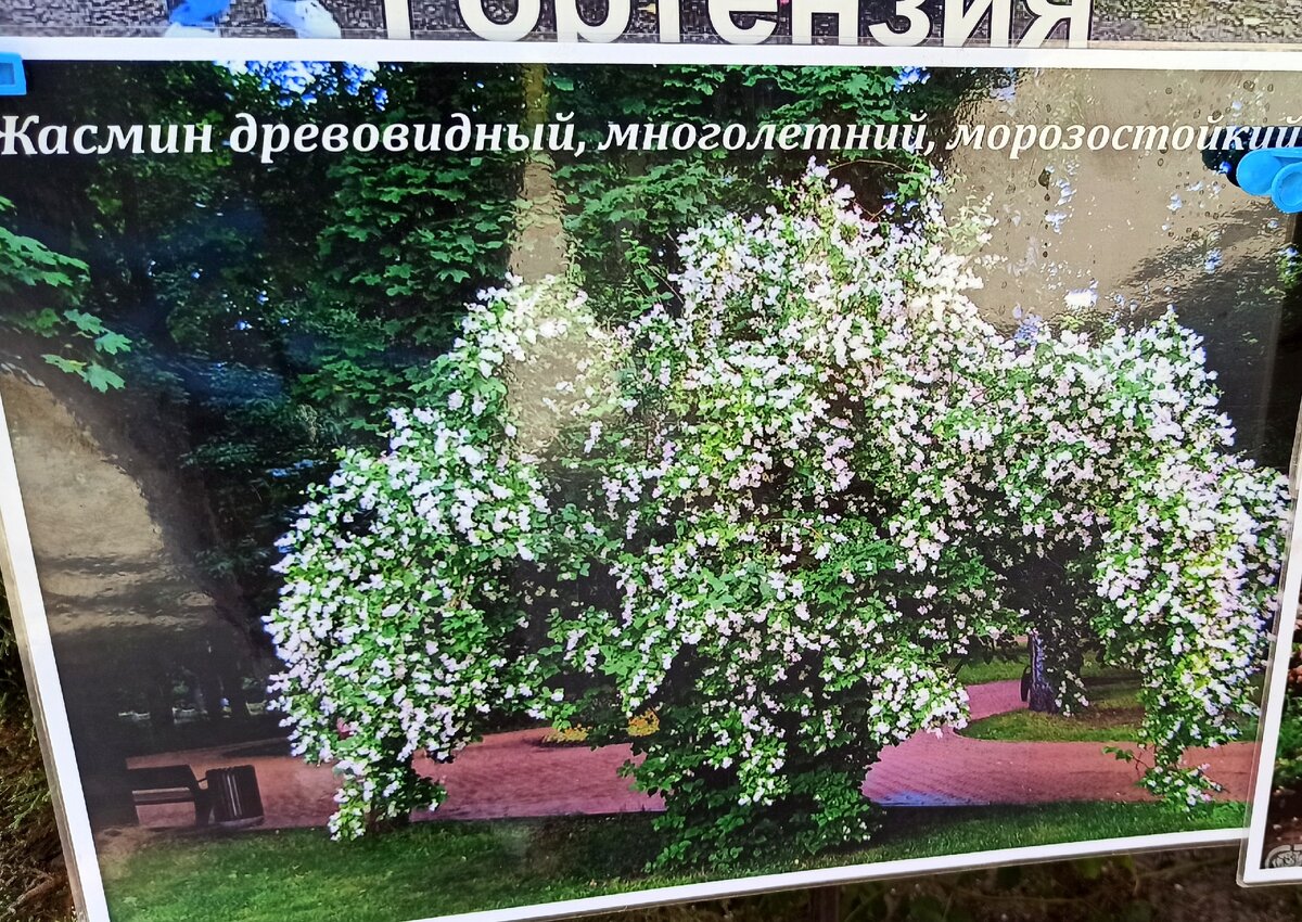 Этот жасмин обещался красиво развеситься под моими окнами