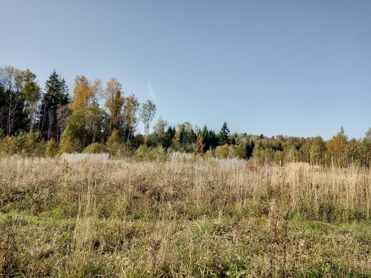 Фото автора. Осень в Подмосковье. 