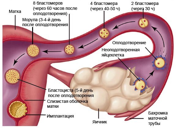 Процесс зачатия и имплантации плодного яйца в матке