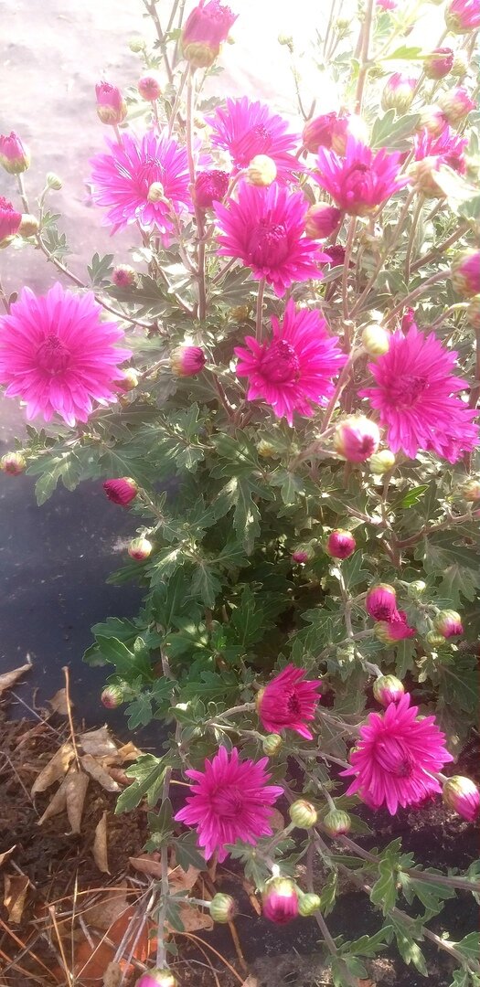 А у меня вовсю цветут хризантемы, и у меня в планах,в следующем году подсадить к ним белых.всё-таки планы строятся.