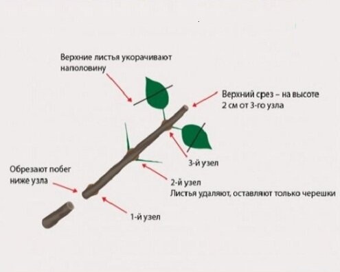 Пошаговая инструкция по черенкованию осенью. Фото взято из сети.