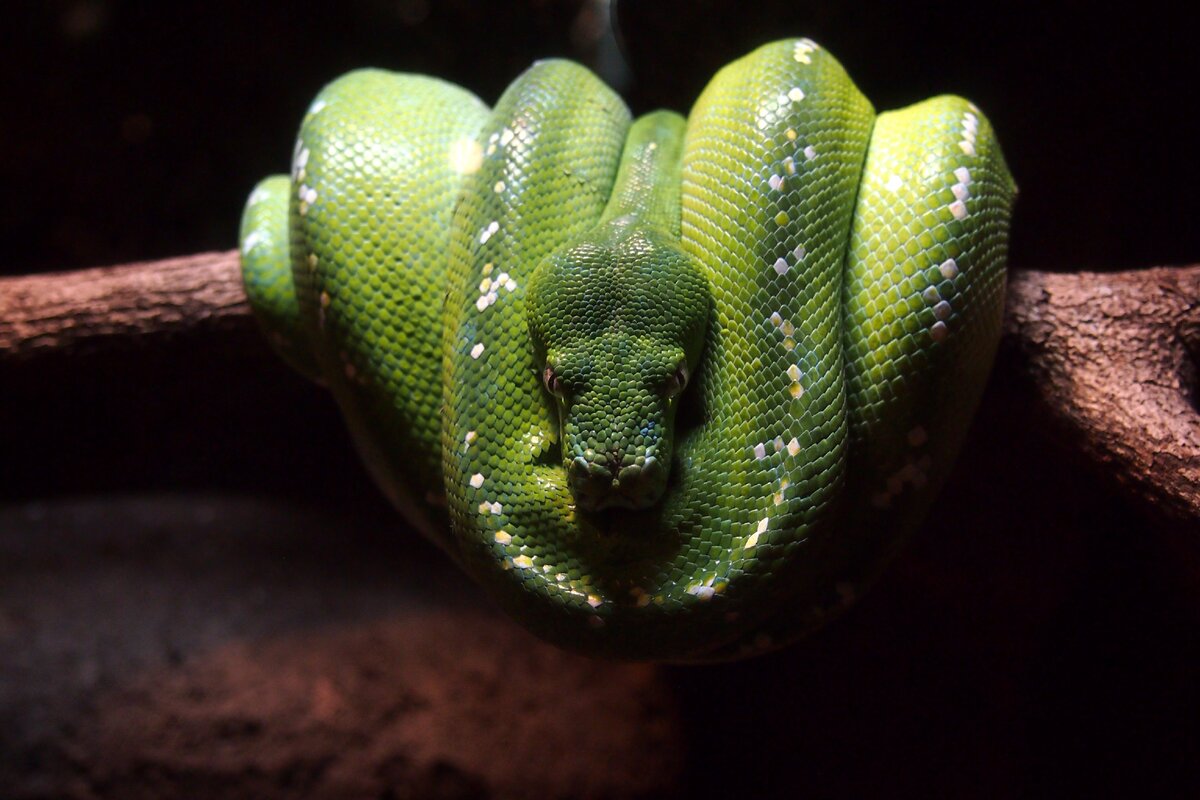 Змея пытается укусить во сне. Зеленый питон. К чему снится укус змеи. Жалящие пресмыкающиеся.