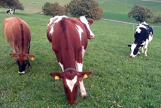 электропастух olli 1000. бычки коровы. табличка электроизгородь. ветеринарная служба краснодарский край. кросс оптический 19-24-1u (3 сменные металлические планки) (09-0204).