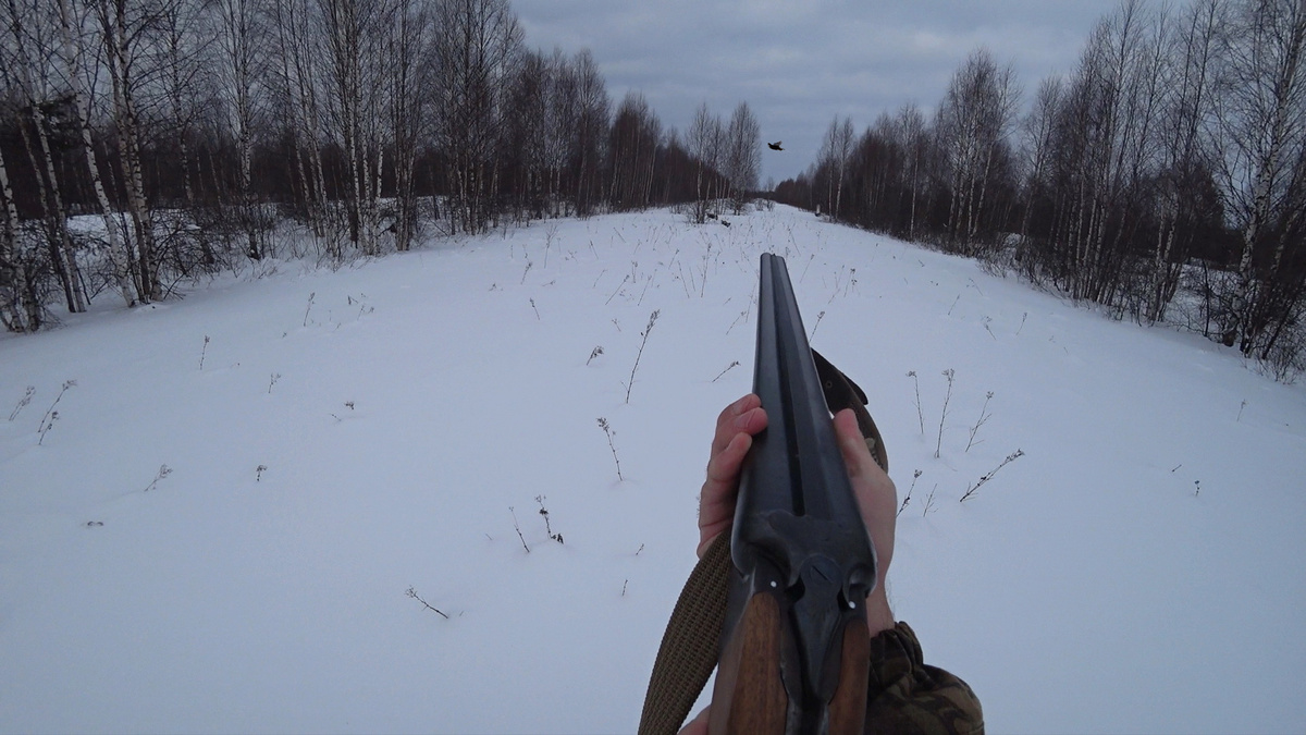 Тетерев на мушке