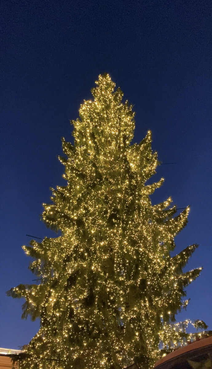 фото елки вблизи. Видите, как торчат палки? Фото автора